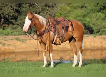 American Quarter Horse, Gelding, 10 years, 14,2 hh, Palomino