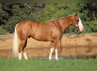 American Quarter Horse, Gelding, 10 years, 14,2 hh, Palomino