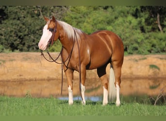 American Quarter Horse, Gelding, 10 years, 14,2 hh, Palomino