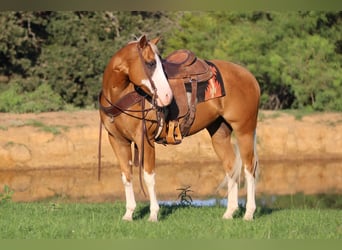 American Quarter Horse, Gelding, 10 years, 14,2 hh, Palomino