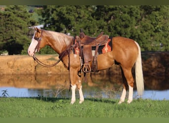 American Quarter Horse, Gelding, 10 years, 14,2 hh, Palomino