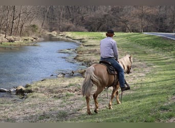 American Quarter Horse, Gelding, 10 years, 14.2 hh, Palomino