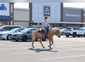 American Quarter Horse, Gelding, 10 years, 14.2 hh, Palomino