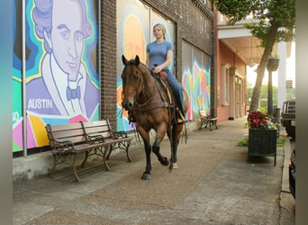 American Quarter Horse, Gelding, 10 years, 14.2 hh, Roan-Bay