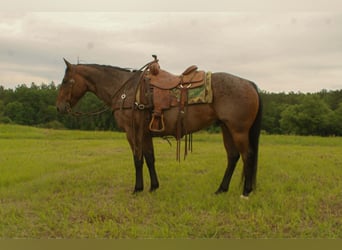 American Quarter Horse, Gelding, 10 years, 14.2 hh, Roan-Bay