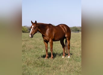 American Quarter Horse, Gelding, 10 years, 14.2 hh, Sorrel