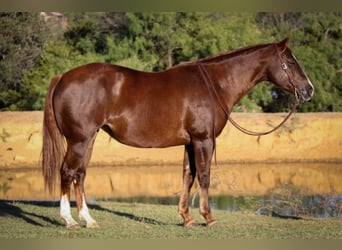 American Quarter Horse, Gelding, 10 years, 14.2 hh, Sorrel