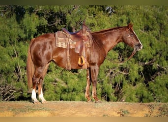 American Quarter Horse, Gelding, 10 years, 14.2 hh, Sorrel