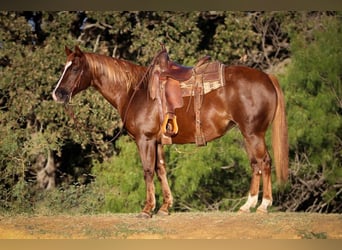 American Quarter Horse, Gelding, 10 years, 14.2 hh, Sorrel