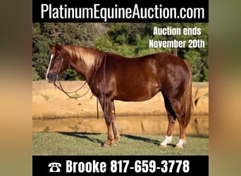 American Quarter Horse, Gelding, 10 years, 14.2 hh, Sorrel