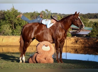 American Quarter Horse, Gelding, 10 years, 14.2 hh, Sorrel