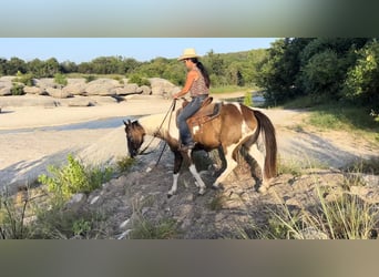 American Quarter Horse, Gelding, 10 years, 14.2 hh, Tobiano-all-colors