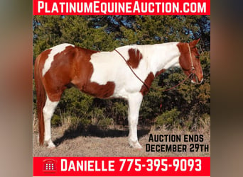 American Quarter Horse, Gelding, 10 years, 14,2 hh, Tobiano-all-colors