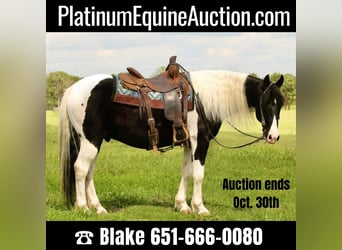 American Quarter Horse, Gelding, 10 years, 14.2 hh, Tobiano-all-colors