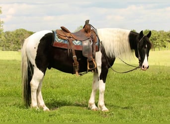 American Quarter Horse, Gelding, 10 years, 14.2 hh, Tobiano-all-colors