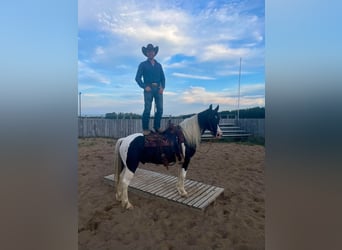 American Quarter Horse, Gelding, 10 years, 14.2 hh, Tobiano-all-colors