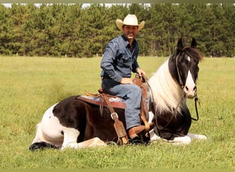 American Quarter Horse, Gelding, 10 years, 14.2 hh, Tobiano-all-colors