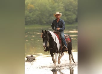 American Quarter Horse, Gelding, 10 years, 14.2 hh, Tobiano-all-colors
