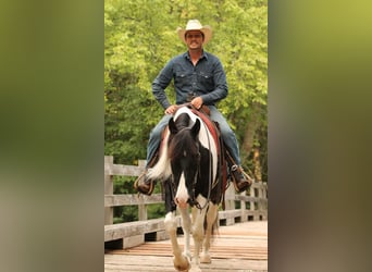 American Quarter Horse, Gelding, 10 years, 14.2 hh, Tobiano-all-colors