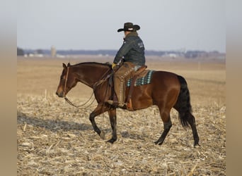 American Quarter Horse, Gelding, 10 years, 14.3 hh, Bay