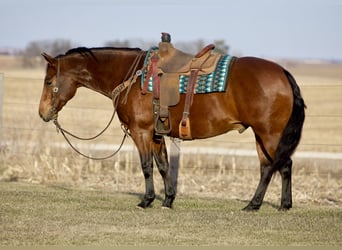 American Quarter Horse, Gelding, 10 years, 14.3 hh, Bay
