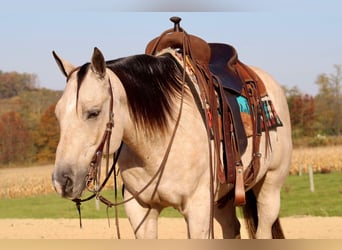 American Quarter Horse, Gelding, 10 years, 14,3 hh, Buckskin