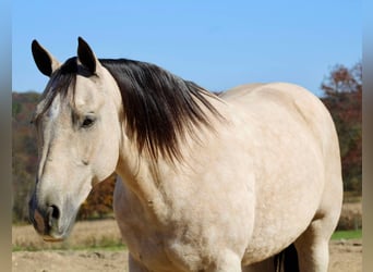 American Quarter Horse, Gelding, 10 years, 14,3 hh, Buckskin