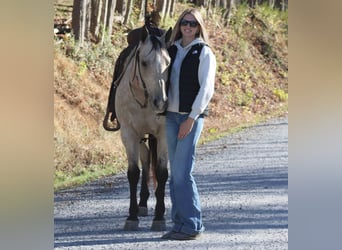 American Quarter Horse, Gelding, 10 years, 14,3 hh, Buckskin