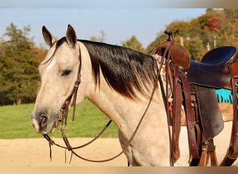 American Quarter Horse, Gelding, 10 years, 14,3 hh, Buckskin