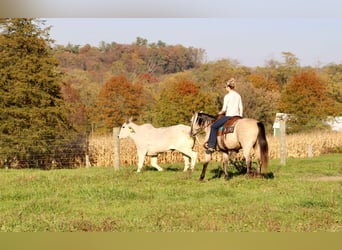 American Quarter Horse, Gelding, 10 years, 14,3 hh, Buckskin