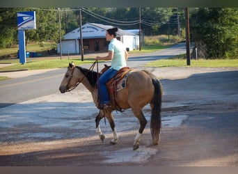 American Quarter Horse, Gelding, 10 years, 14,3 hh, Buckskin