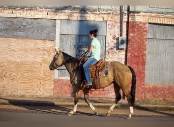 American Quarter Horse, Gelding, 10 years, 14,3 hh, Buckskin