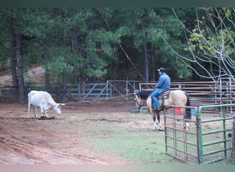 American Quarter Horse, Gelding, 10 years, 14,3 hh, Buckskin