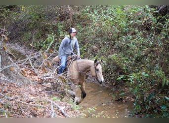 American Quarter Horse, Gelding, 10 years, 14,3 hh, Buckskin