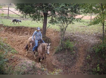 American Quarter Horse, Gelding, 10 years, 14,3 hh, Buckskin