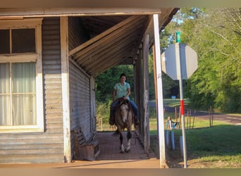 American Quarter Horse, Gelding, 10 years, 14,3 hh, Buckskin