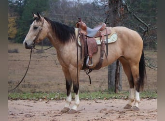 American Quarter Horse, Gelding, 10 years, 14,3 hh, Buckskin