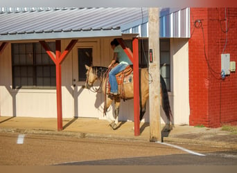 American Quarter Horse, Gelding, 10 years, 14,3 hh, Buckskin