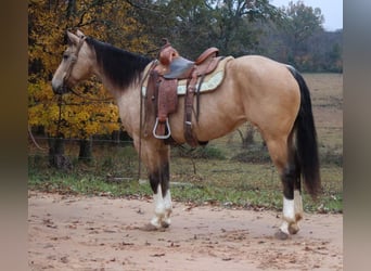 American Quarter Horse, Gelding, 10 years, 14,3 hh, Buckskin