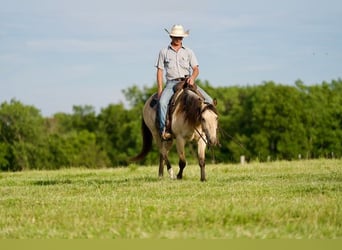 American Quarter Horse, Gelding, 10 years, 14.3 hh, Buckskin