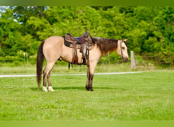 American Quarter Horse, Gelding, 10 years, 14.3 hh, Buckskin