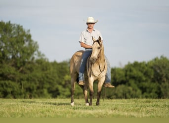 American Quarter Horse, Gelding, 10 years, 14.3 hh, Buckskin