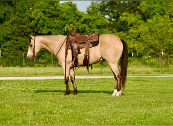 American Quarter Horse, Gelding, 10 years, 14.3 hh, Buckskin