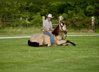 American Quarter Horse, Gelding, 10 years, 14.3 hh, Buckskin