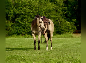 American Quarter Horse, Gelding, 10 years, 14.3 hh, Buckskin