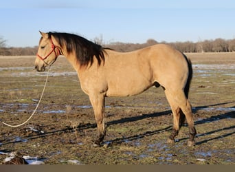 American Quarter Horse, Gelding, 10 years, 14,3 hh, Buckskin