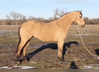 American Quarter Horse, Gelding, 10 years, 14,3 hh, Buckskin