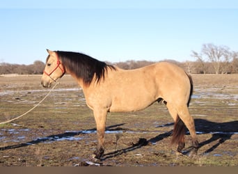 American Quarter Horse, Gelding, 10 years, 14,3 hh, Buckskin