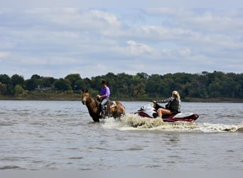 American Quarter Horse, Gelding, 10 years, 14.3 hh, Buckskin