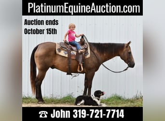 American Quarter Horse, Gelding, 10 years, 14.3 hh, Buckskin
